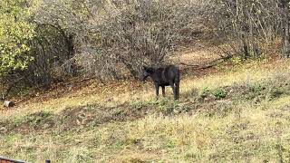 The Bakurianid Horses arrived during the day [upl. by Heath]