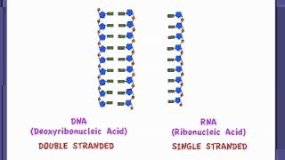 351 Compare the structure of DNA and RNA [upl. by Alian]