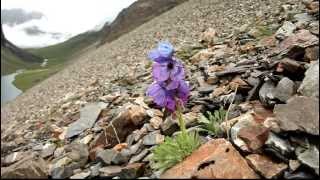 A new blue poppy Meconopsis bhutanica [upl. by Aiynat188]