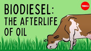 Biodiesel The afterlife of oil  Natascia Radice [upl. by Dolora]