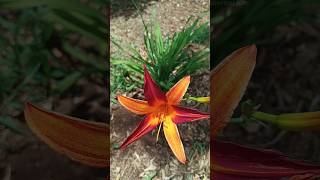 Hemerocallis fulva  The Orange daylily  Tawny daylily [upl. by Atinuj]