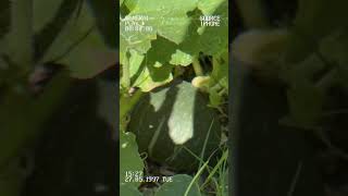 Harvest time Vegetables in our Backyard pinoycaregiver shorts [upl. by Wendin]