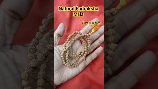 Rudraksha mala 📿 rudraksh rudraksha rudrakshabenefits 5mukhi 5mukhirudraksha rudrakshamala [upl. by Katrine]