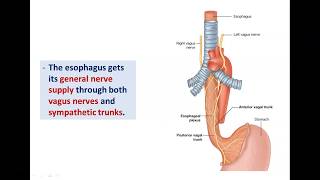 Anatomy of the Esophagus  Dr Ahmed Farid [upl. by Arndt]