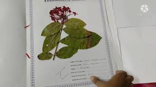 Intermediate second year Practical Herbarium sheets [upl. by Amalburga]