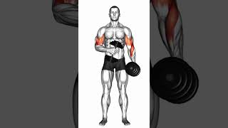 Dumbbell Cross Body Hammer Curl [upl. by Ainer939]