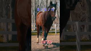 Learn English  Exercise  Alphabet 🐎 shorts [upl. by Adnohsar]