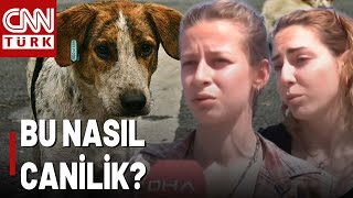 İzmirde Korkunç Olay Köpekler Zehirlenerek Öldürüldü [upl. by Nickey]