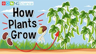 How Plants Grow [upl. by Thad201]