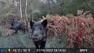 3 Wild Boars in the frame  Forest Of Dean [upl. by Dorri]