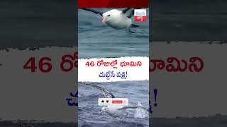 46 రోజుల్లో భూమిని చుట్టేసే పక్షి Albatross Bird telugupost albatross birds globe viralvideo [upl. by Ansley29]