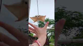 flying squirrel cute sugar glider flying and landing in hand shorts [upl. by Fernandina32]