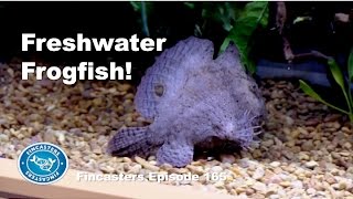 Freshwater Frogfish Fincasters Episode 165 [upl. by Mandal881]