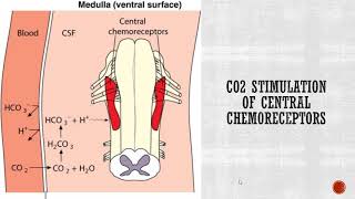 Neural Control of Respiration Central and Peripheral Chemoreceptors [upl. by Ahsuatan838]