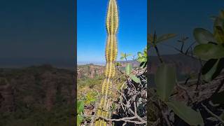 Serra do Roncador serradoroncadormt [upl. by Homovec394]