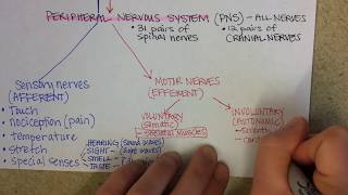 Nervous System Overview [upl. by Thirion]