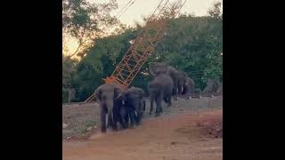 Elephants cross the railway  象が線路を渡る  Wildlife  Animals animals elephant wildlife [upl. by Ahsoyek]