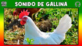 SONIDO DE GALLINA 🐔 [upl. by Esta]