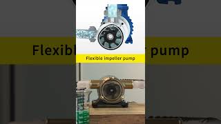 The working principle of flexible impeller pump pump chemical machine flexible impeller pump [upl. by Haidabez]