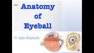 Anatomy of Eye [upl. by Ardnaeel869]