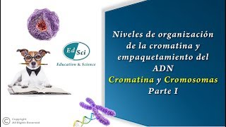 🔴 Organización de la cromatina y empaquetamiento del ADN cromatina y cromosoma  PARTE 1️⃣🧬 [upl. by Ardnohs]