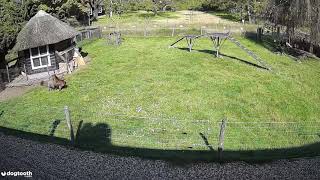 Farm Animals Protect Chicken Friend from Hawk Attack  Dogtooth Media [upl. by Straus604]