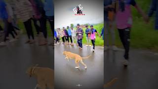 dog res Kolhapur🔥👑 Dog Race  Kolhapur Dog RacingDog Race MaharashtraDog Race kolhapur shorts [upl. by Trebloc]