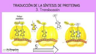 Traducción de Proteinas [upl. by Atalayah408]