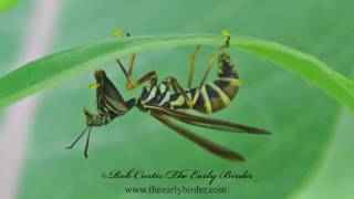 WASP MANTISFLY Climaciella brunnea [upl. by Akvir]