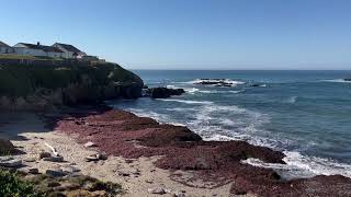 🇺🇸 Beach and sea at ‎⁨Pigeon Point⁩ ⁨Pescadero⁩ ⁨California⁩ ⁨United States⁩ [upl. by Macfadyn]