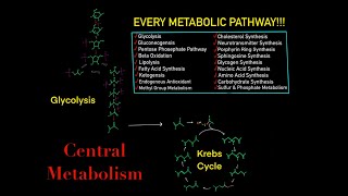 EVERY SINGLE METABOLIC PATHWAY YOU NEED TO KNOW FOR BIOCHEMISTRY MCAT IN 30 MINUTES [upl. by Notlad]