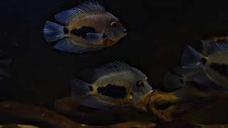 Uaru cichlid with Guianacara tank udfishroom [upl. by Nagaem550]