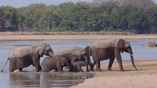 quotA River Valley full of Lifequot  Fantastic Wildlife Safari in South Luangwa NP Zambia 2018 4K [upl. by Leann]