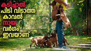 ഇതാണ് കാവൽ നായകൾ ഇങ്ങനെയാണ്  Vickies Greeny [upl. by Bazil274]