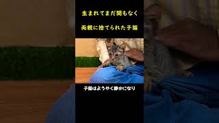 親に捨てられた哀れな子猫！ [upl. by Perni]