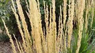 When Is The Best Time to Cut Back Karl Foerster Feather Reed Grass [upl. by Ihdin]