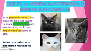 QUÉ ES LA HERENCIA INTERMEDIA [upl. by Manya]