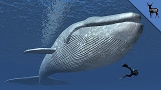 Why Are Whales So Big [upl. by Pearlman]