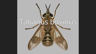 Tabanus bovinus [upl. by Huskamp]