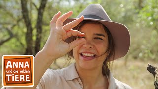 Im Wald der Buschbabys  Reportage für Kinder  Anna und die wilden Tiere [upl. by Warthman320]