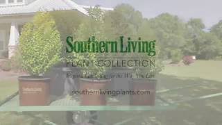 ‘Sunshine’ Ligustrum from Southern Living is the Perfect Plant for Sun Gardens with Year Round Color [upl. by Simonette]