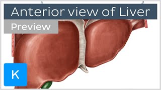 Anterior view of the liver preview  Human Anatomy  Kenhub [upl. by Ettelorahc]