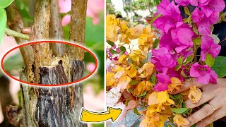 Grafting Multicolored Bougainvillea On One Trunk  Easy Tree Grafting 100 Success [upl. by Ciapha942]