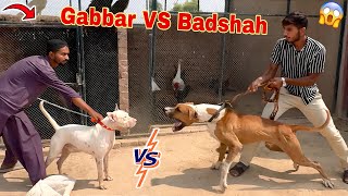 Gabbar Badmash Or Bully Dog Badshah Ka Meetup Karva Diya😱 [upl. by Einaffyt343]