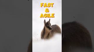 Chamois The Mountain Goat That Outsprints Cheetahs wildlife chamois sciencefacts animals [upl. by Behre783]