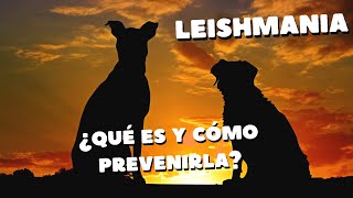 LEISHMANIA Síntomas tratamiento y prevención veterinariodeconfianza [upl. by Sanoj192]