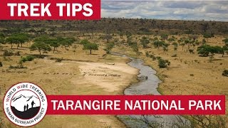 Tarangire National Park  What to Expect on Your African Safari  Trek Tips [upl. by Vince]