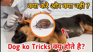 Remove ticks from your dog 100 working🔥  ticks क्यों होते हे [upl. by Ximenez]