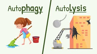 Autophagy and Autolysis  Functions of Lysososme [upl. by Auqinahc]