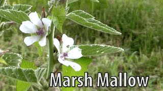 Survival Medicine  Marsh Mallow Althaea officinalis [upl. by Avahc]